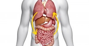 Fibrosol gut-lung axis introduction